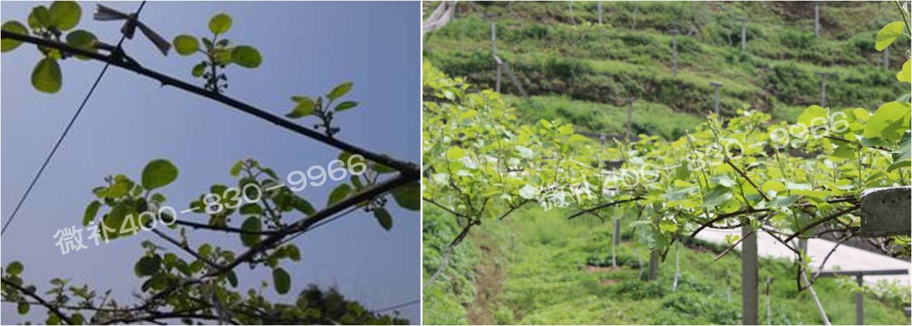 獼猴桃萌芽期如何施肥，才能促進萌芽齊、萌芽壯？