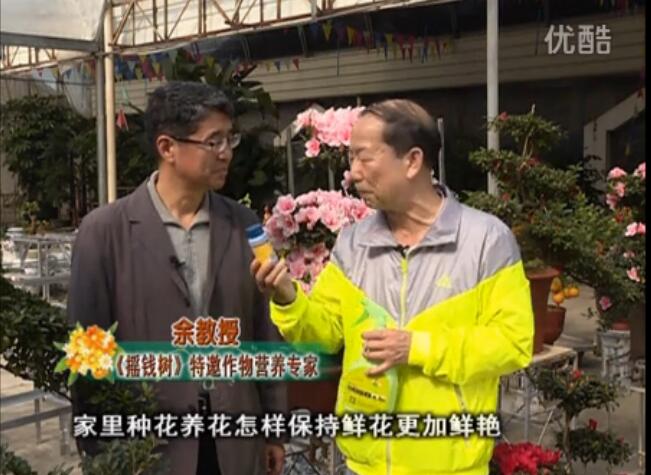 20160118珠江臺(tái)搖錢樹：家庭花卉用綠夫人600度鮮花營養(yǎng)液，花開鮮艷、花期長