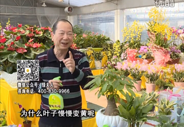 20160307珠江臺搖錢樹：陰生植物也不好種，黃葉多長勢弱？用綠夫人來呵護