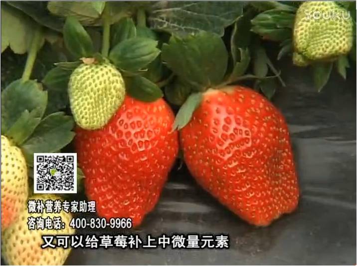 20170123珠江臺搖錢樹：草莓用微補方案，促根苗壯、開花坐果好