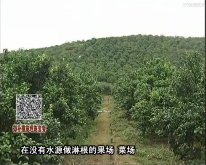 20170703珠江臺搖錢樹：雨水多樹勢弱，撒施因迪樂調酸促根壯長勢